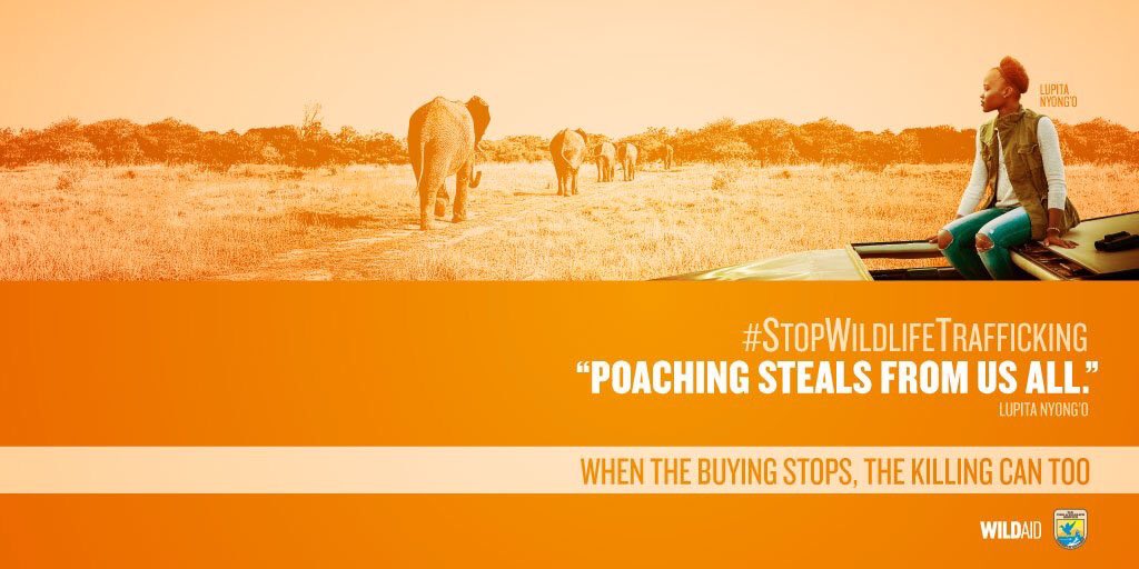Wildlife trafficking is a U.S. problem too. <a href="/WildAid/">WildAid</a> &amp; <a href="/USFWS/">U.S. Fish and Wildlife Service</a> are working to change that: bit.ly/2ckHjoR 🐘