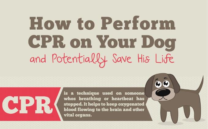 RoyalRamps's tweet photo. Just in case - how to perform #dog CPR. https://t.co/iCGoNtFlUo via @trupet https://t.co/ECXCNsthwb