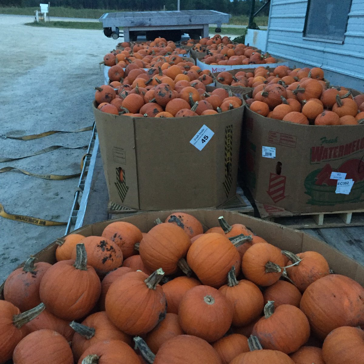 SeanPMartin91's tweet photo. Because I didn't have enough to do... Load #1 of #pumpkin16 https://t.co/Rtdc5E5gqm