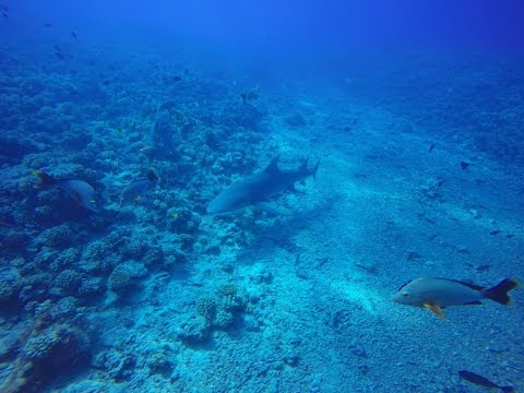 YouScube's tweet photo. Top 5 Best Shark Dives - https://t.co/51KcOHBfMl https://t.co/GihLFhrh9l