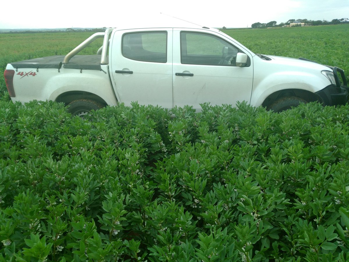 __Bateman__'s tweet photo. Faba Beans on a lease block. 1) pH 4.5, 2) pH 5, 3) pH 5.5, 4) pH 7 https://t.co/zrUJpuXykT