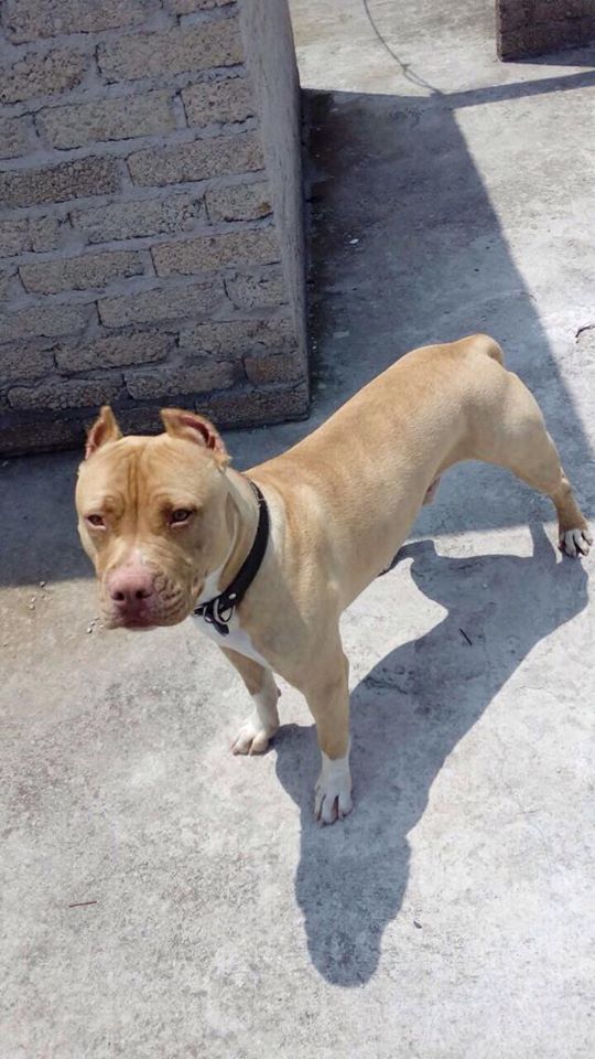 Coapa_'s tweet photo. ayuda,PIT BULL de un año,busca hogar,lo van a dormir ayuden, se entrega desparasitado y vacunado.5552188043 Karina https://t.co/dc9HEQa6p3