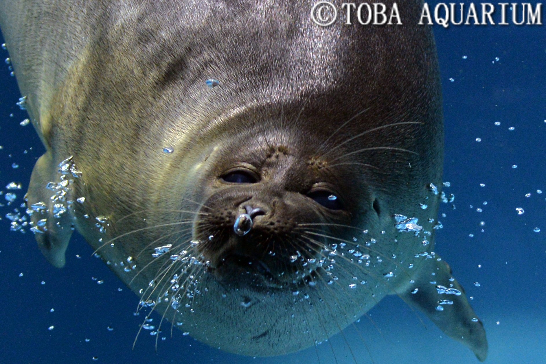 鳥羽水族館（TOBA AQUARIUM） on X: 