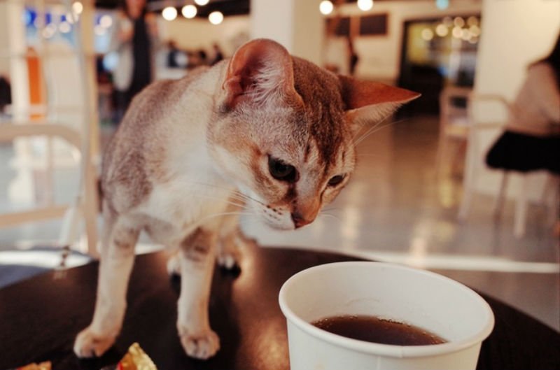 TheRealCurve's tweet photo. Catfeinated Cat Cate https://t.co/uuHsOqXapT #lesbicontent #crowdfunding #fundlesbianprojects @catfeinatedcafe https://t.co/YmpqbG1BRH