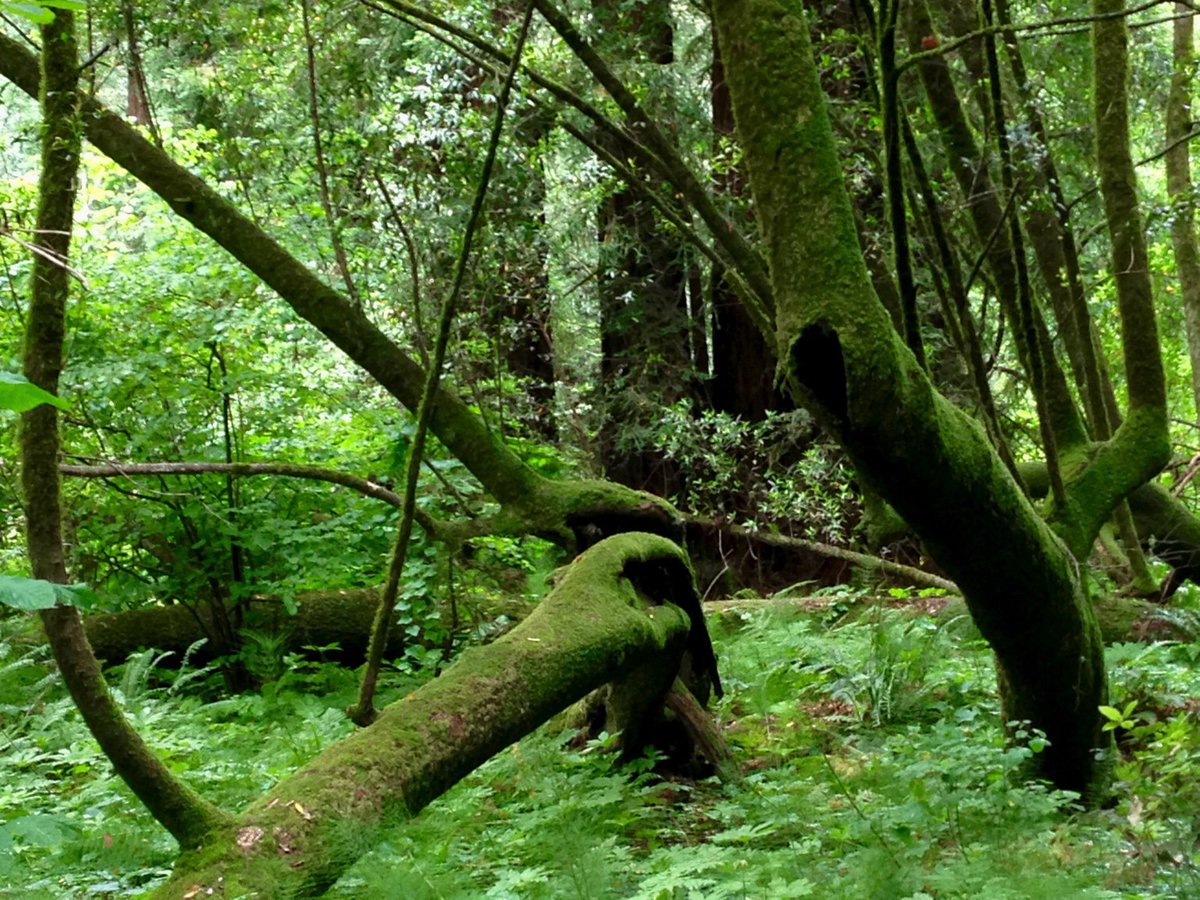 CanMoveNow's tweet photo. #photo Moss encrusts everything in Muir Woods @MuirWoodsNPS #California #Fight4Forests #findyourpark https://t.co/n0fZU7dMuX