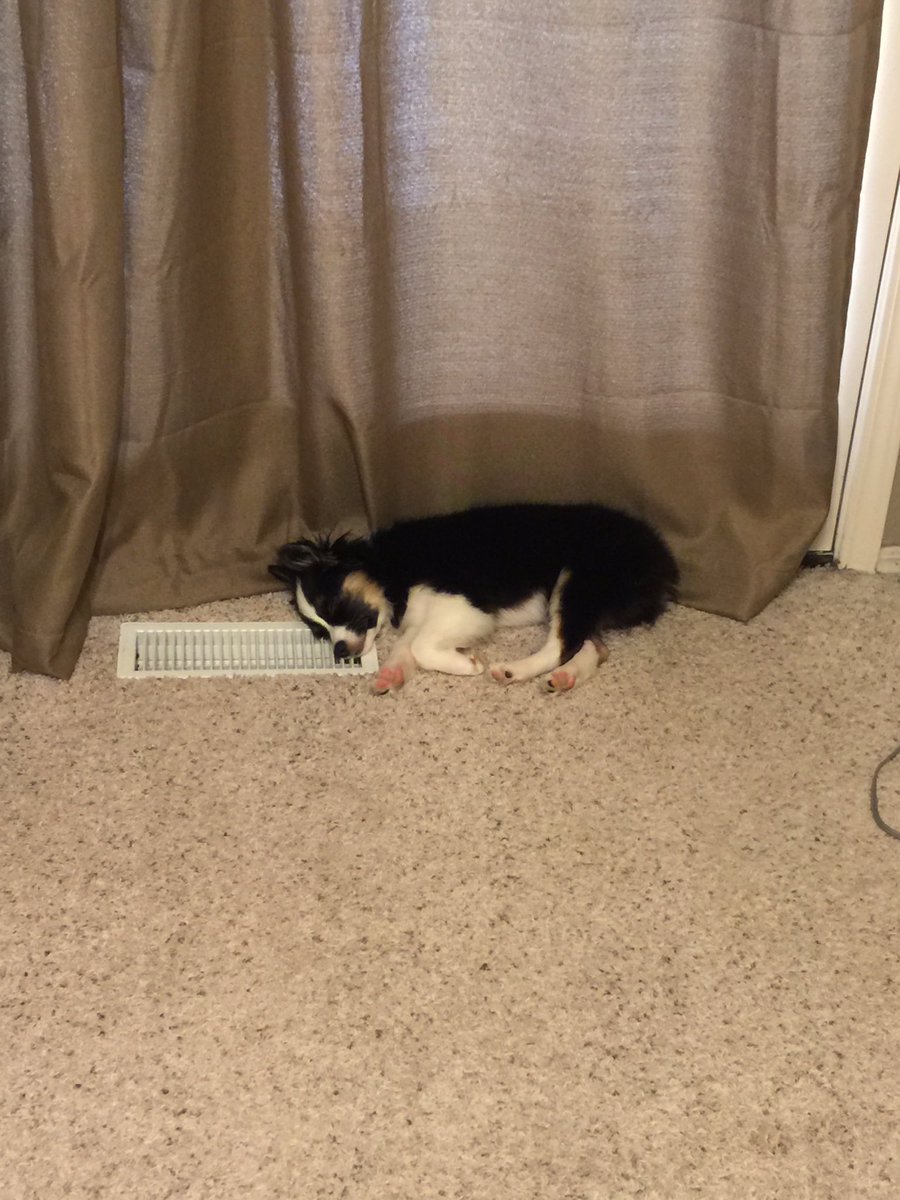 hannnnnnahhhhhh's tweet photo. my baby after her bath. #loml #halfcorgi #halfaussie #puppy https://t.co/o8OBCu8LQE