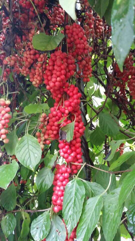 GAP 안심 먹거리  깊은계곡 청정
생오미자 5키로 55,000 10키로 10만원 (오미자5설탕5키로)
10킬로 7만원에 드립니다.
    ( 010-2806-7099 ) 주소와 전화번호 문자주세요!!^^