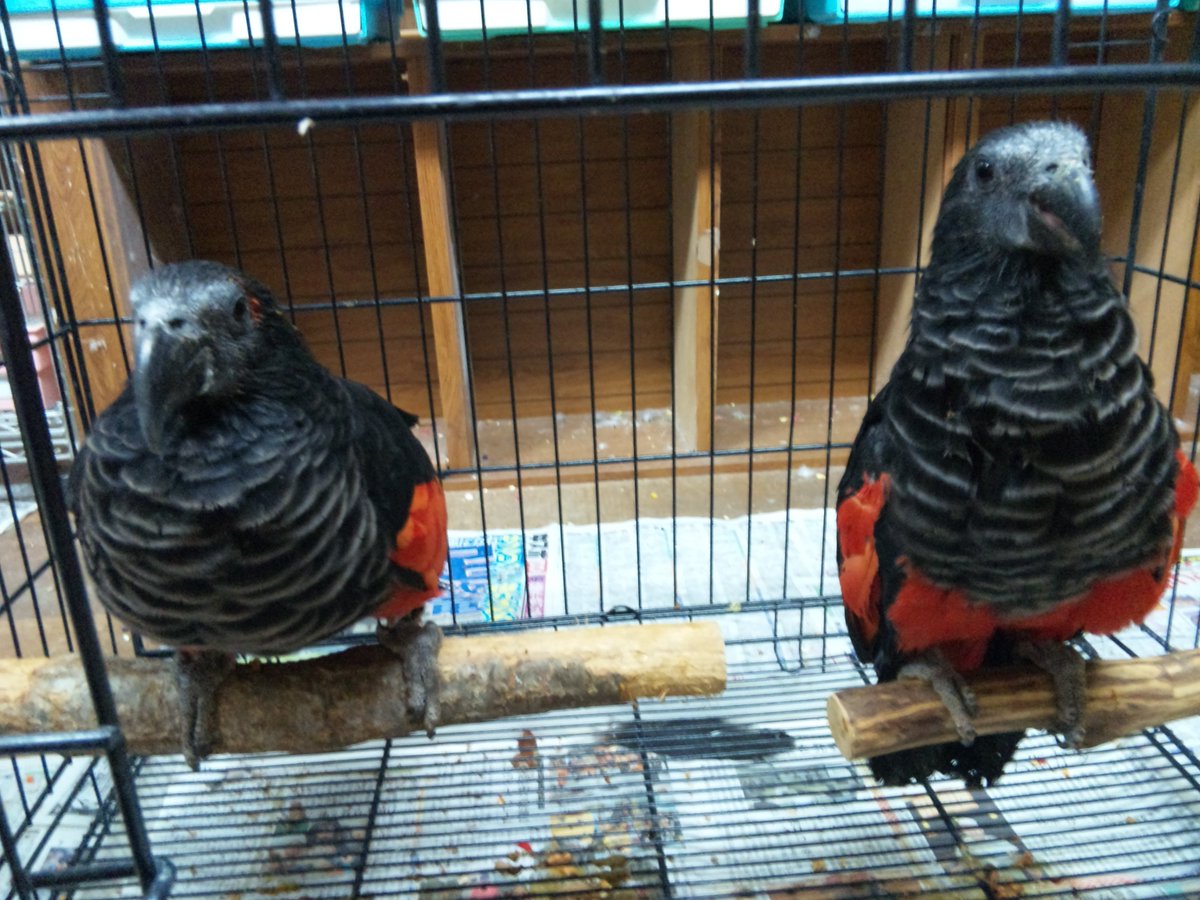 インコ専門店 ペありー In 静岡県 富士宮市 発信専用 در توییتر 昔の携帯を覗いていたら懐かしい 珍しい画像を発見 世界的にも珍しい アラゲインコ Pesquet S Parrot です 国内の流通数は恐らく片手以下かと 以前の仕事関係で扱った際の画像です お インコ専門店 ペありー In 静岡県 富士宮市 発信専用 در توییتر 昔の携帯を覗いていたら懐かしい 珍しい画像を発見 世界的にも珍しい アラゲインコ Pesquet S Parrot です 国内の流通数は恐らく片手以下かと 以前の仕事関係で扱った際の画像です お