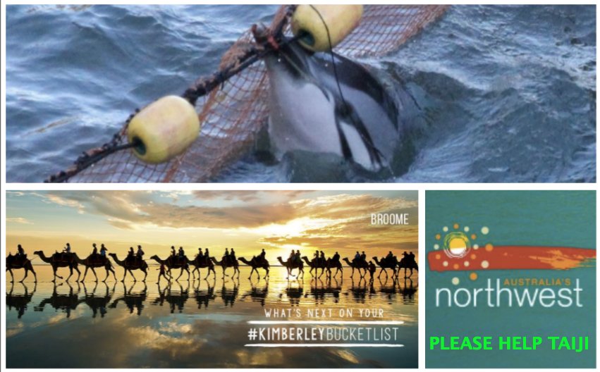 Will @austnorthwest support dolphin slaughter or call on #Broome to uphold #Taiji resolution? #KimberleyBucketList