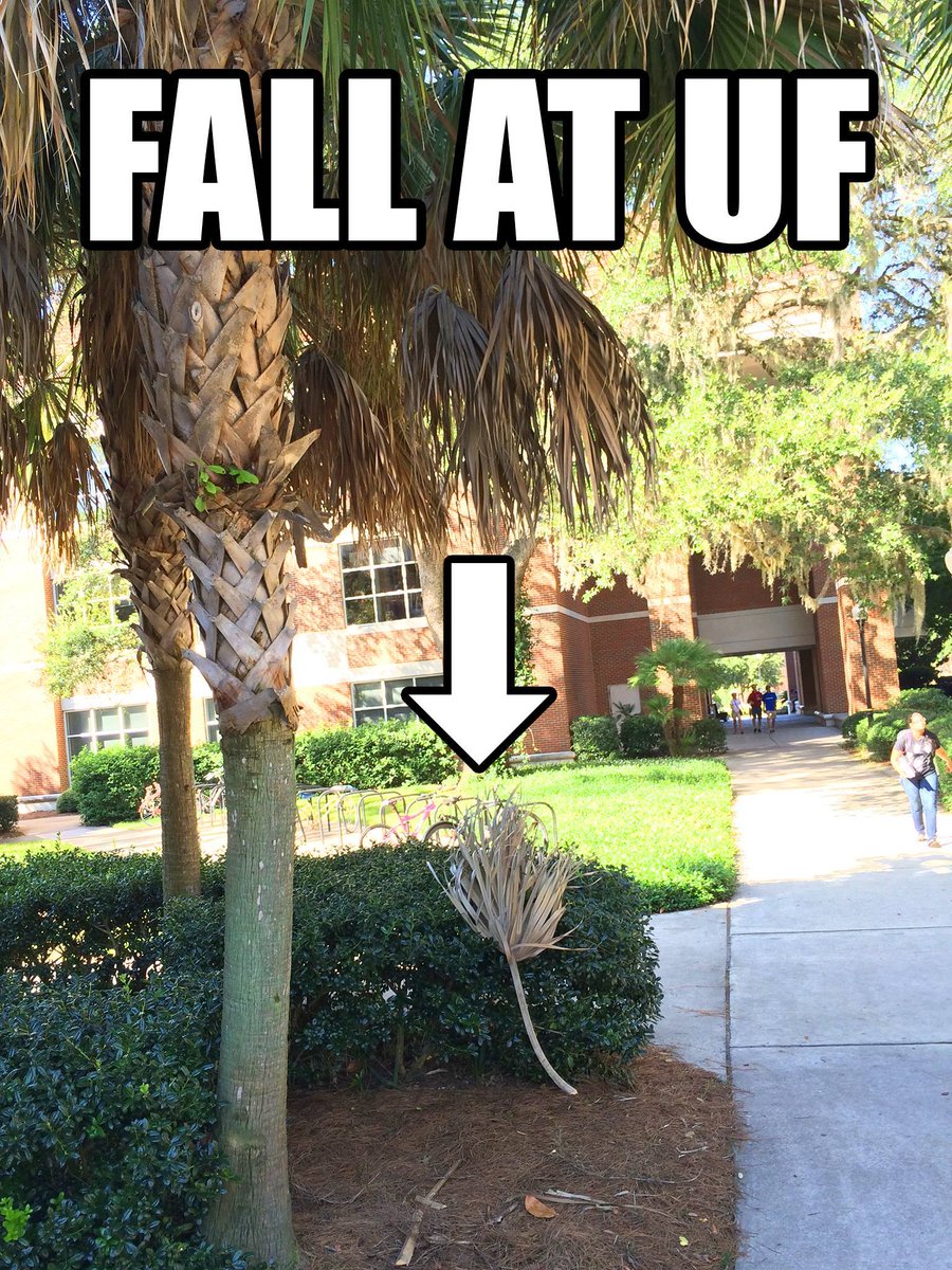 UF's tweet image. Happy #FirstDayofFall, Gators!