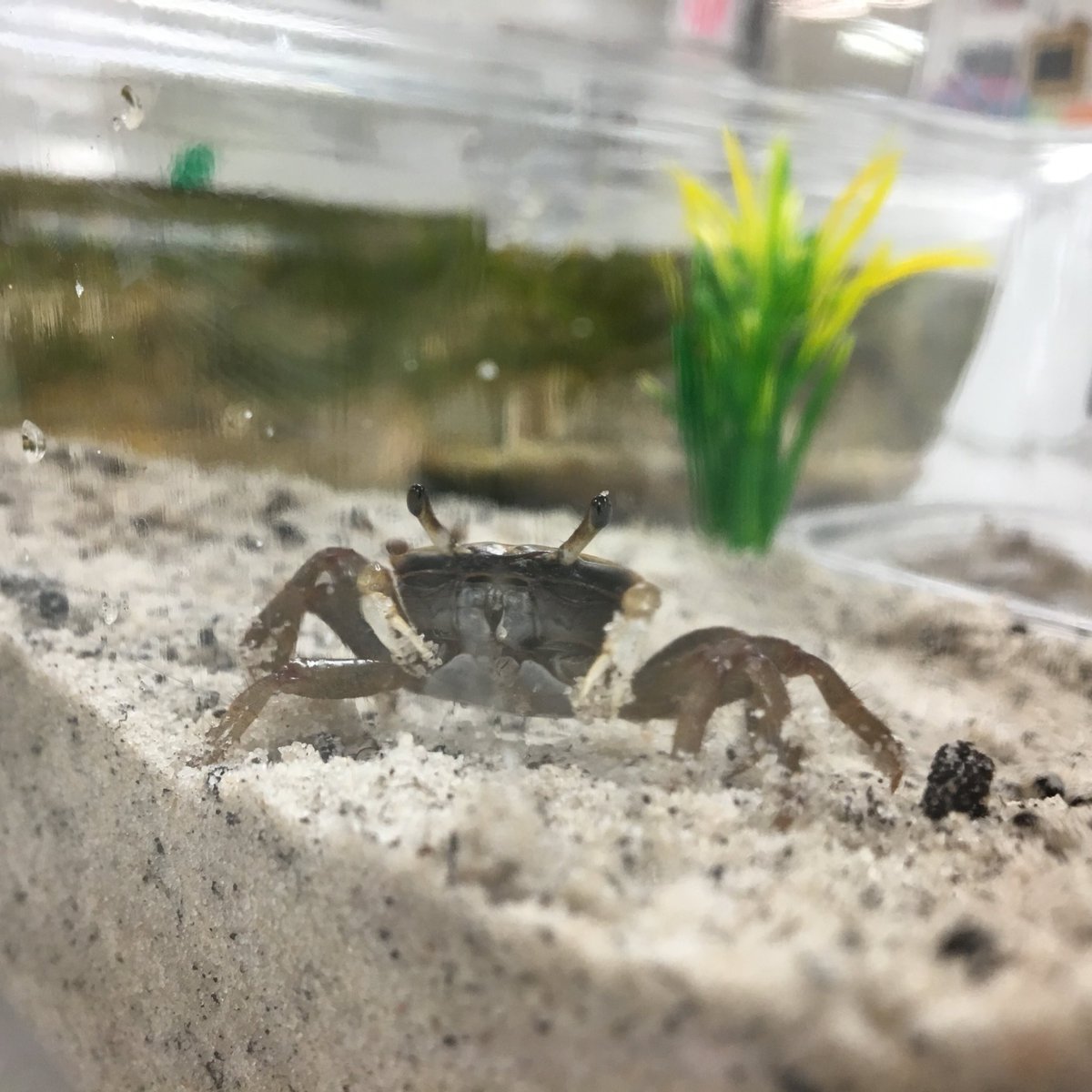 MrsChangGrove's tweet photo. Students put fiddler crabs in their habitats today! Can you tell the difference between these 2 crabs? #science #structures #4thGrade https://t.co/x9HLfXAEQw