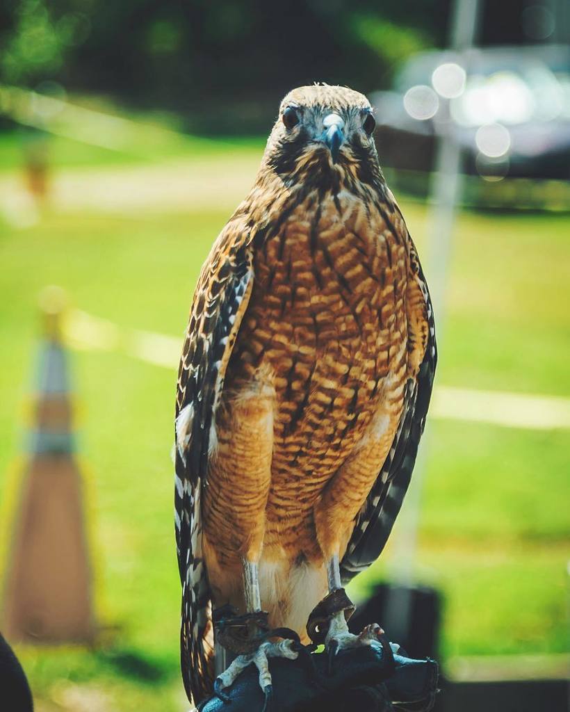 DoubleTakeTweet's tweet image. #tbt to this magnificent raptor #PlantFest ift.tt/2d7FIo1