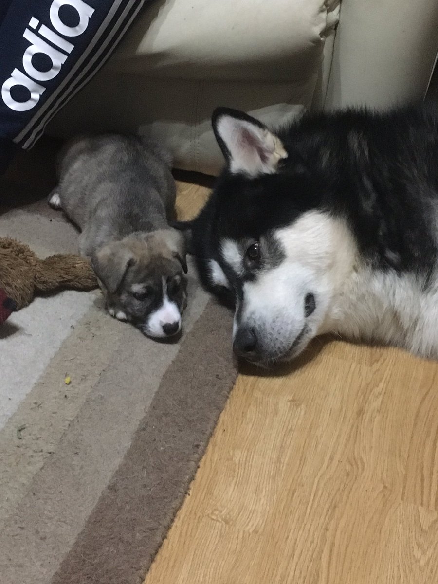 MaxiMalamute's tweet photo. It's been a busy day https://t.co/kX5fpzK1lP