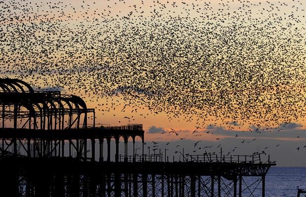 BazzardBees's tweet photo. Thanks to a super talk by Jens Krause, this week I'll be tweeting about Collective Intelligence and Collective Behaviour! #EBE2016 #swarm https://t.co/SFdOJW1aCx