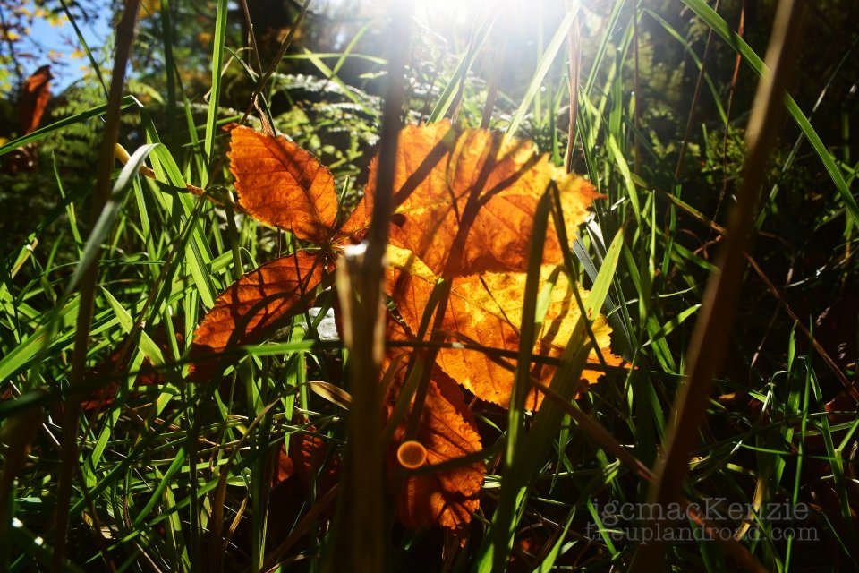 theuplandroad's tweet photo. Happy #equinox to you - whether it's #AutumnalEquinox or #SpringEquinox in your #hempisphere. #photography #autumnleaves #nature #lighting https://t.co/IMxwd3HCKS