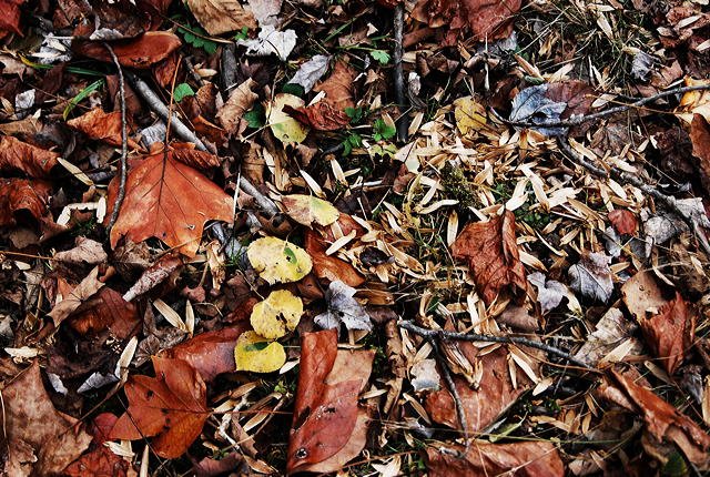 CayugaNature's tweet image. #firstdayofall! Did you know that fall foliage coloration is dependent on previous weather during the summer months? ithacajournal.com/story/news/201…