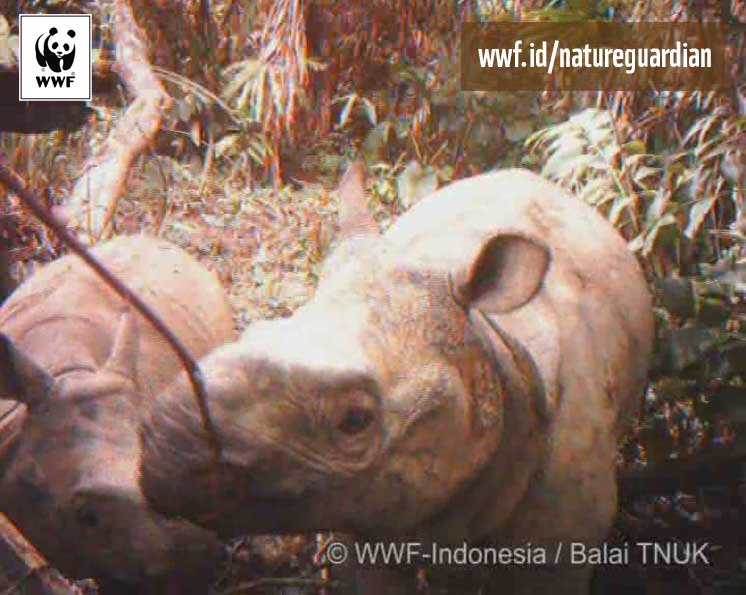 WWF_ID's tweet photo. Badak memiliki jasa penting untuk memelihara kualitas hutan dan dapat membantu mengurangi pemanasan global. https://t.co/WXJn0g8AoO https://t.co/S9RAe9dN2J