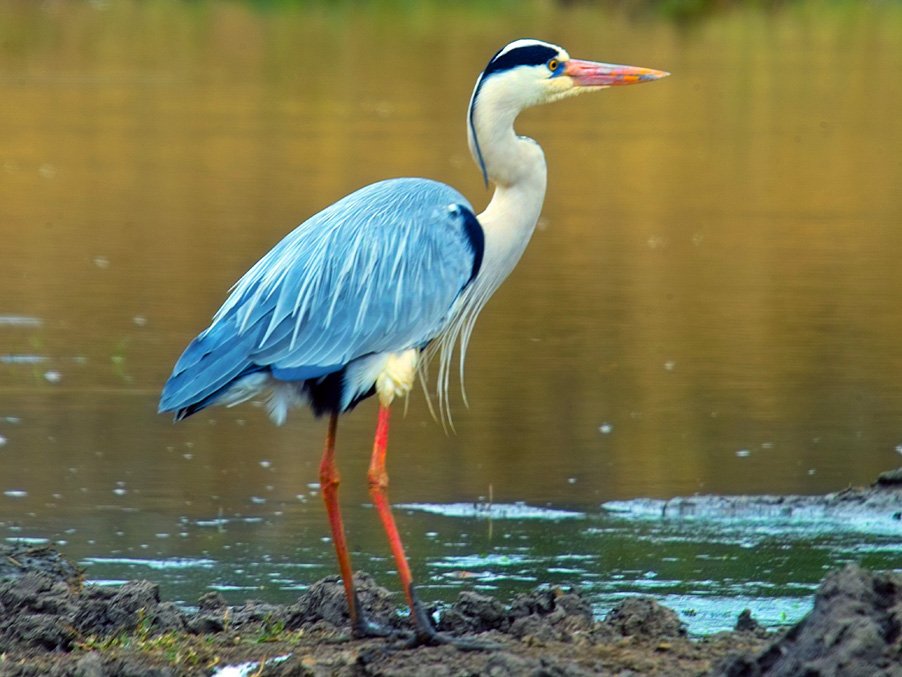 j k rowling on twitter it s a heron