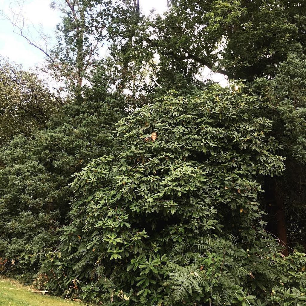 CallUsNotThem's tweet photo. Can you see a crazy climbing monkey high up in the tree?! #treeclimbing #flowerwood https://t.co/FRgwaPLYEw