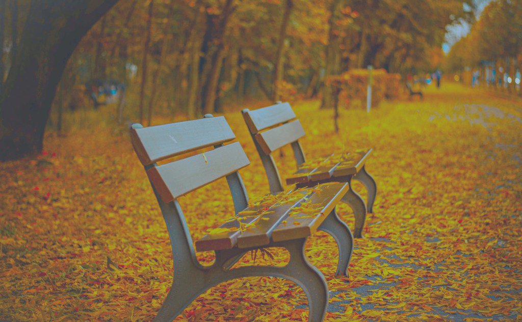 lisamarieblair_'s tweet photo. The Leaves Turned #firstdayoffall #3linethursday #poetry #spilledink https://t.co/Oh4ruv0BYQ https://t.co/4AL1AHrFA1