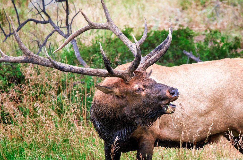 PaulAikenBDC's tweet image. Photos Elk Bugling Season Rick Martinez Estes Park &amp;amp; #RMNP #bugling #wildlifephotography @Friends_RMNP @rockynature
bit.ly/2dctLcz