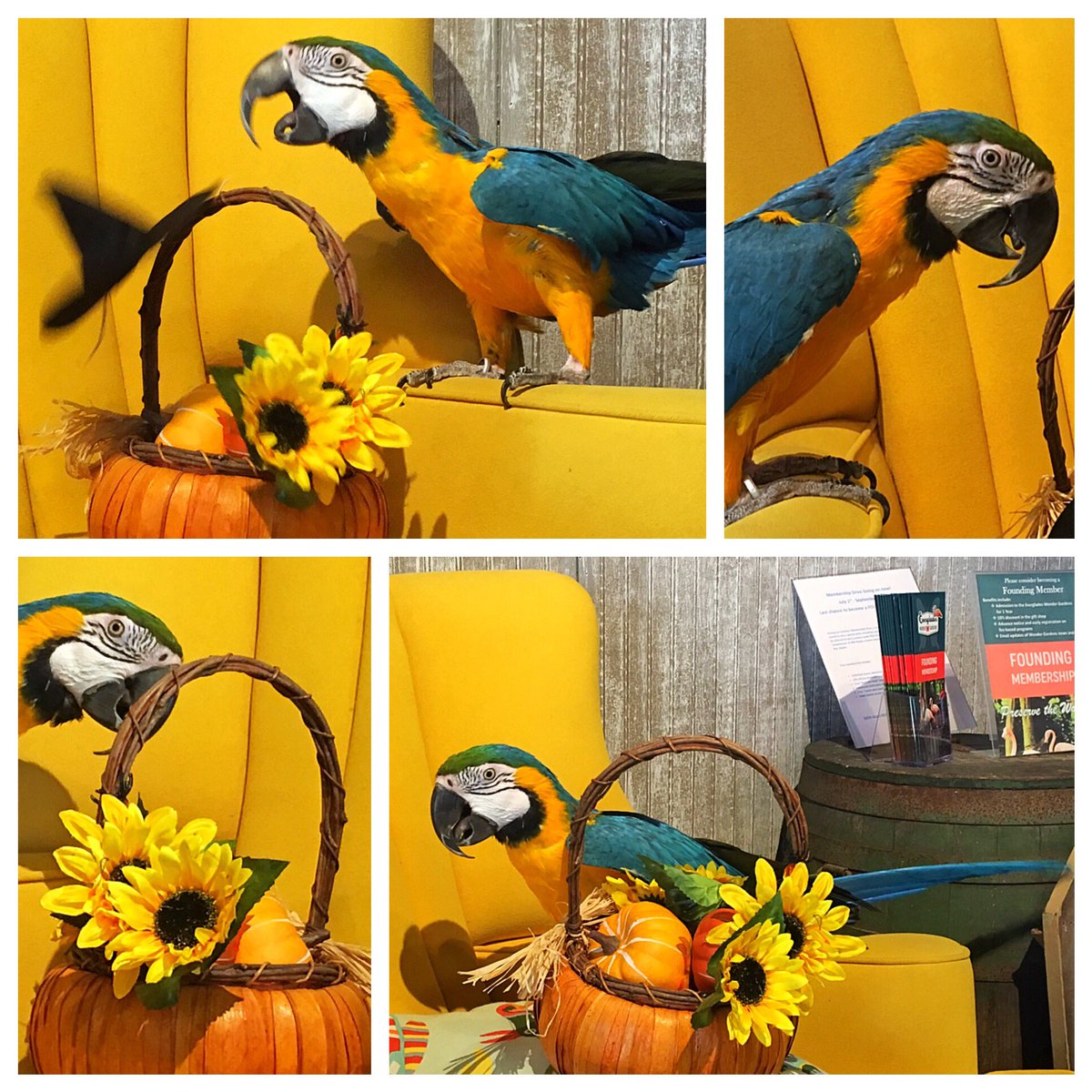 WonderGardens tweet media