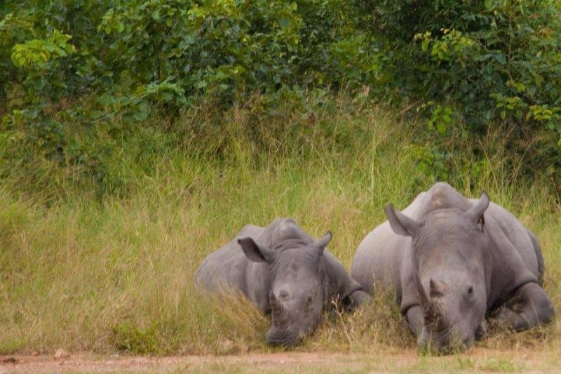 Since 2008, nearly 6,000 rhinos have been poached across Africa. 