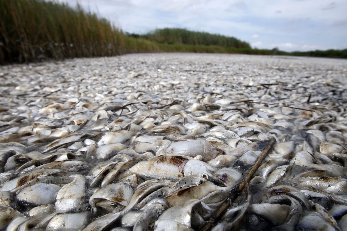 TheSeaParty's tweet photo. Audit: Gulf oil spill money for Louisiana fish testing misspent, used for unnecessary iPads, cameras. https://t.co/v6xa10Hjzj https://t.co/VnPcW9myDs