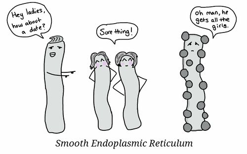 thebiotrio7's tweet photo. @murphyapbio The Rough ER secretes way too many proteins! #smoothERthanyou https://t.co/JDbatjtnkT