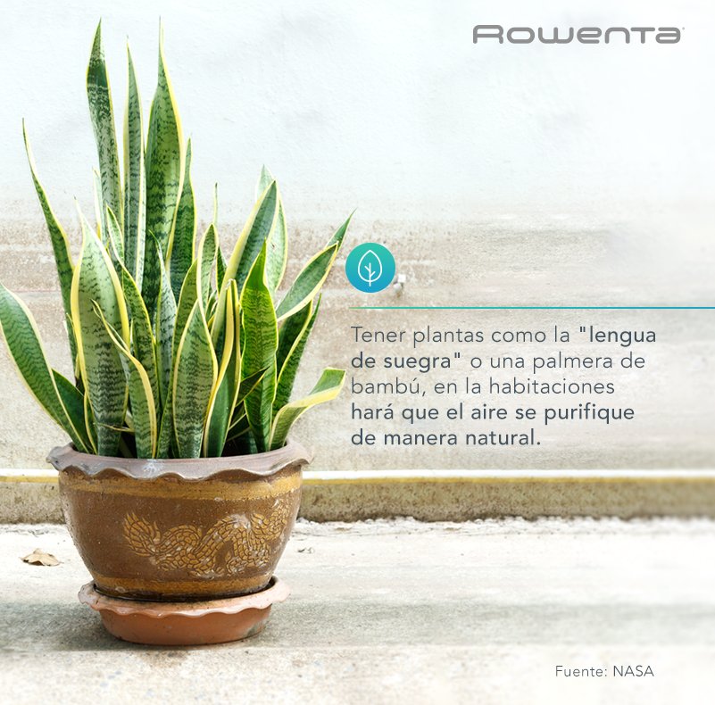 RowentaMX's tweet photo. La naturaleza brinda buenas opciones para cuidar tu salud. #AirePuro https://t.co/qU51CDdhnJ