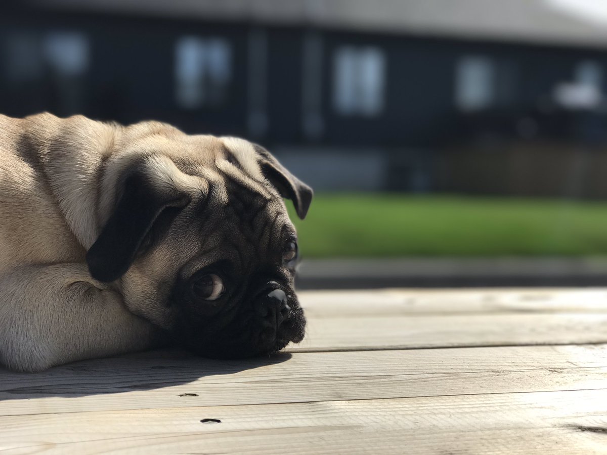 TukuiTukz's tweet image. Testing the iPhone 7 Plus camera in portrait mode with my dog!