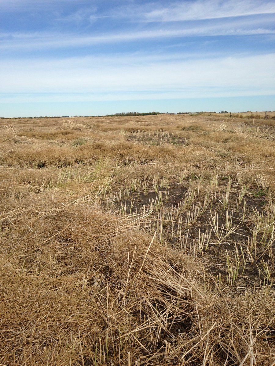 LisaEastley's tweet photo. Volunteer canola going to be an issue next year! #wind16 https://t.co/oMt4bffvrY