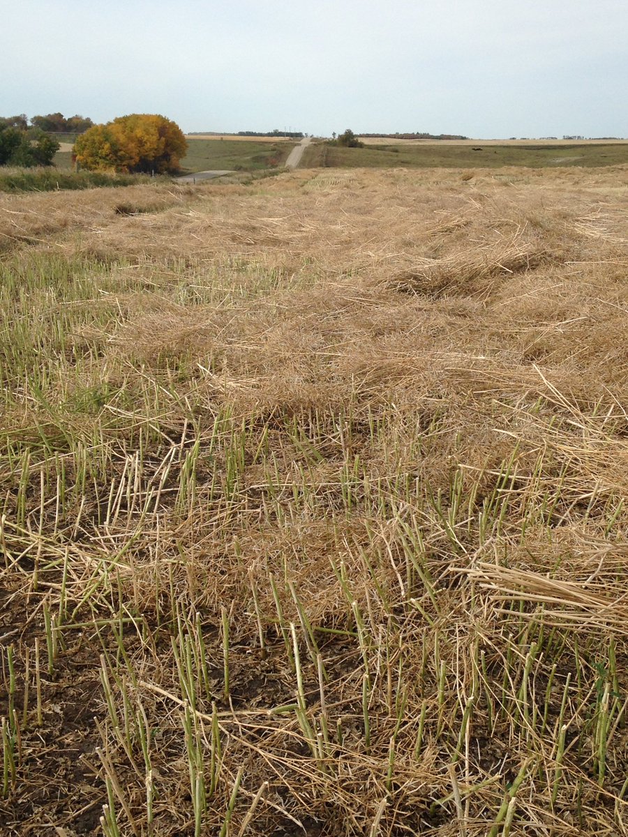 LisaEastley's tweet photo. Volunteer canola going to be an issue next year! #wind16 https://t.co/oMt4bffvrY