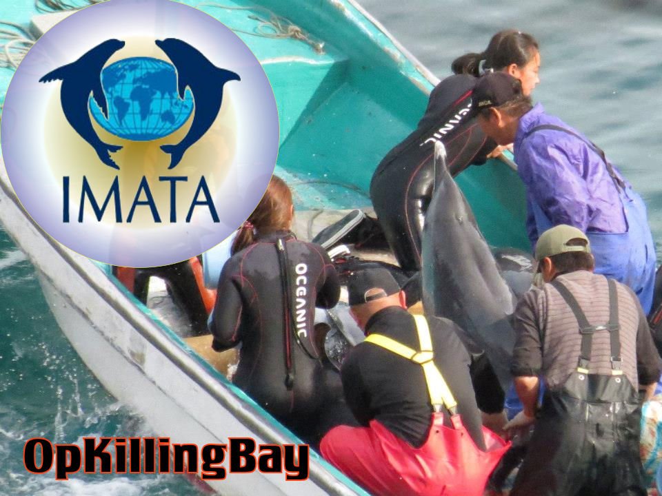 An0n0ise's tweet photo. #TangoDown https://t.co/odAWZMUUWP
The connection to #Taiji will not be tolerated 
#OpKillingBay #Anonymous https://t.co/K810ecLZ9A