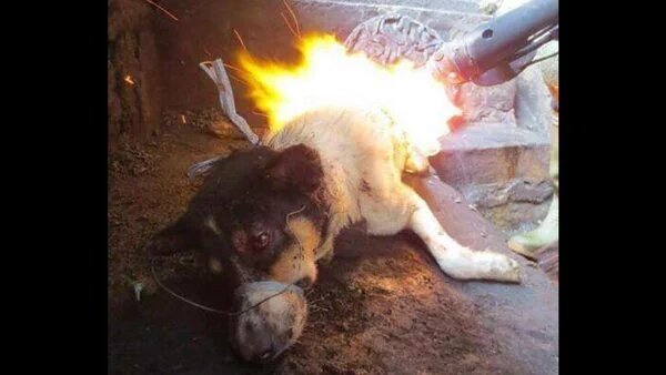 1million4jesus's tweet photo. @SouthwestAir #ChinasDogMeatTrade #koreansHangTortureBurnDogs #boycottAsia #endyulin4ever https://t.co/QxbXA46urZ