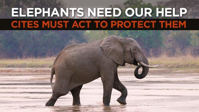 Almost 100 killed per day. This is unsustainable. RT if you agree <a href="/CITES/">CITES</a> must close all domestic ivory markets. @ElephantsCount