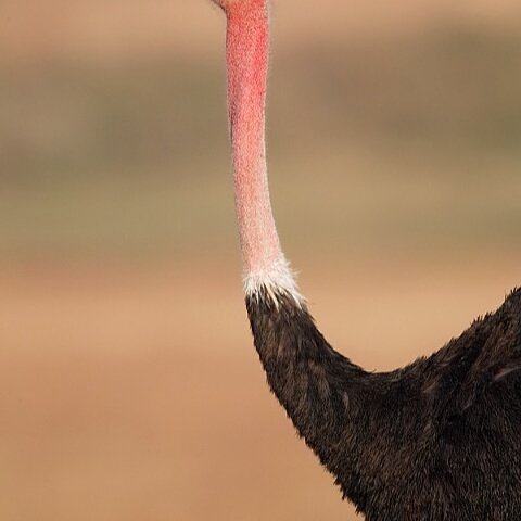 _Solojones's tweet photo. I give him ostrich, that mean all neck 😋 https://t.co/dVIDSllrPR