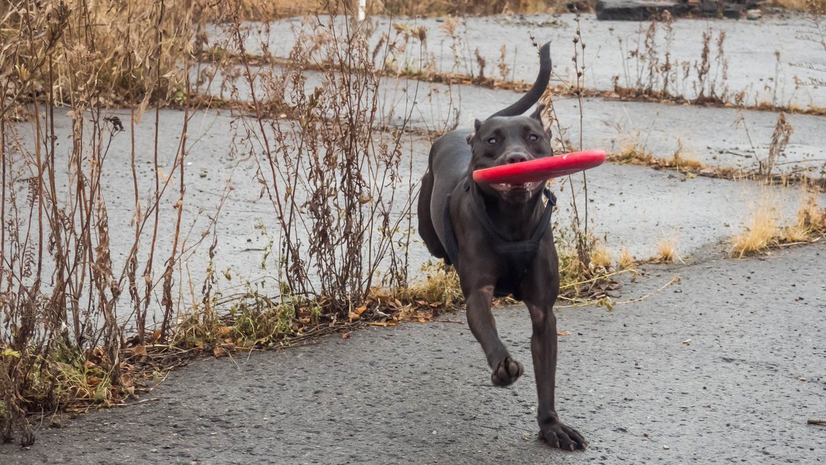 NewPathDog's tweet photo. Hope everyone is enjoying #FirstDayofFall with your #fourLeggedPals make sure to find time to play and for walks :) #pets https://t.co/iP0zaOPNYT