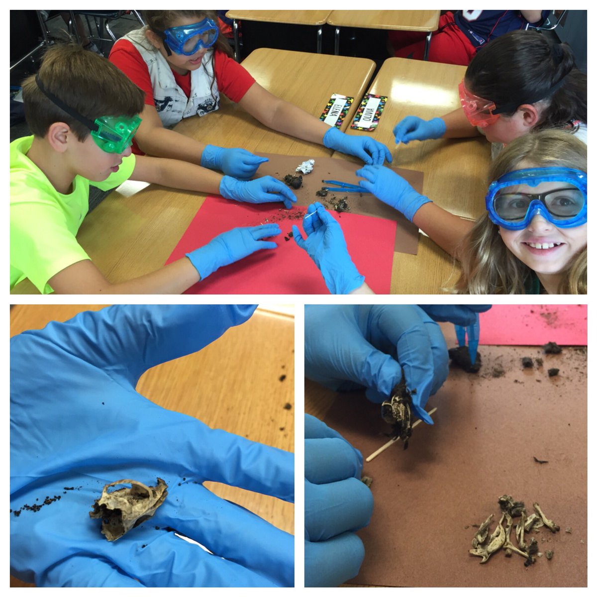 MrsTalbotD57's tweet image. Owl Pellets! #coteaching #TCIScience #5thgrade