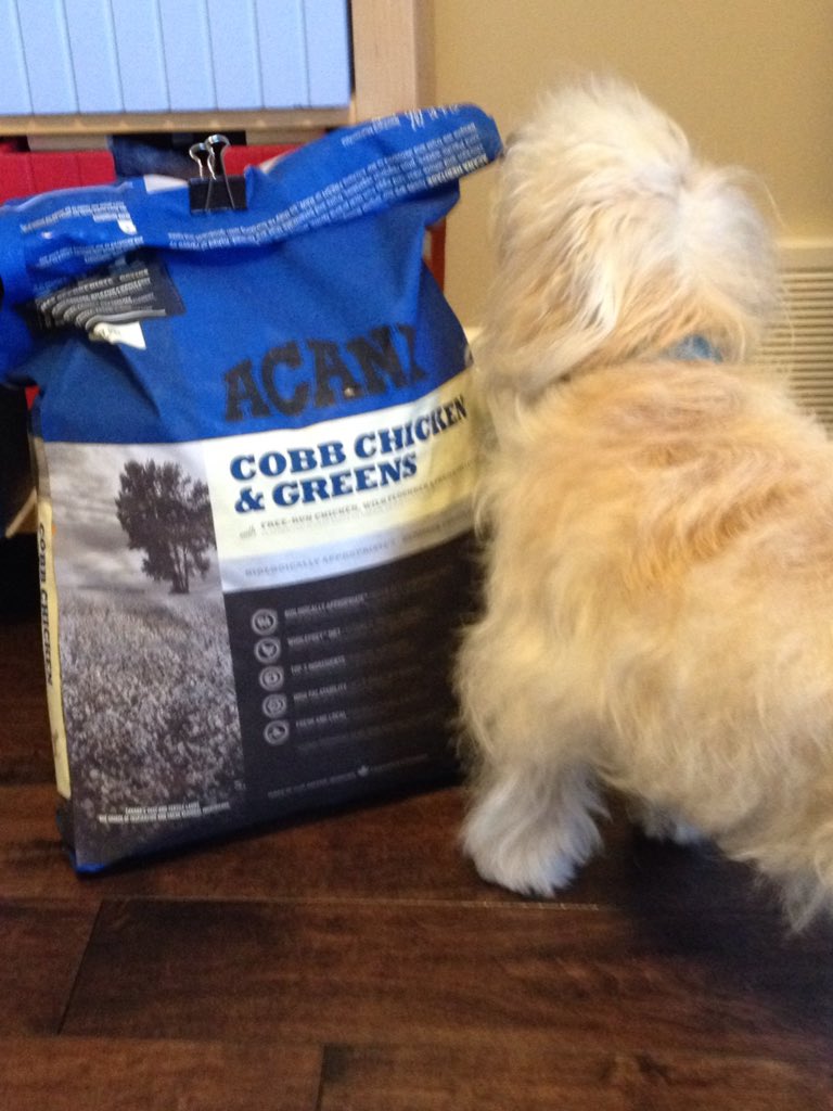 ykmnae's tweet photo. Seems to like the new @ACANAPetfood #dogfood #newdiet #local #yeg https://t.co/T6yl7dKtfM