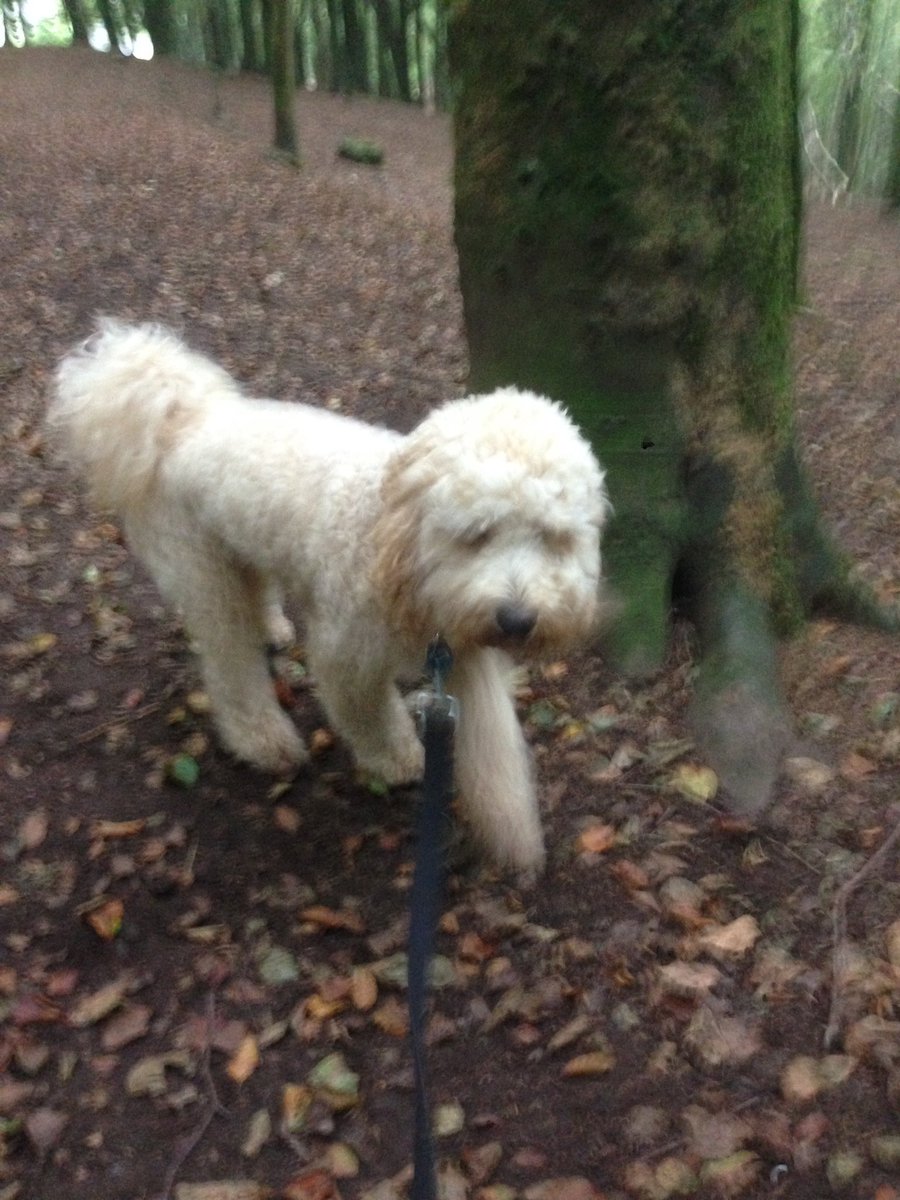 walkingwithsam's tweet image. Milos walking adventures