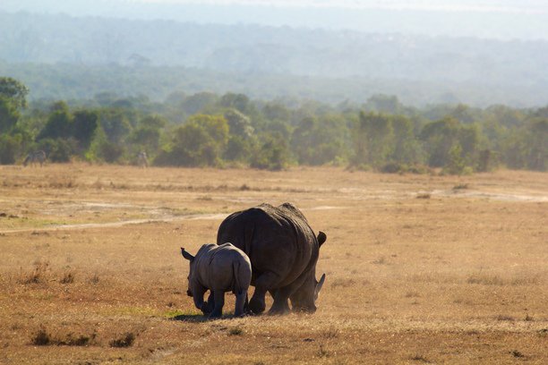 This is probably one of my favorite rhino photos. @ Ol Pejeta Conservancy trover.com/d/1J0a2-ol-pej…