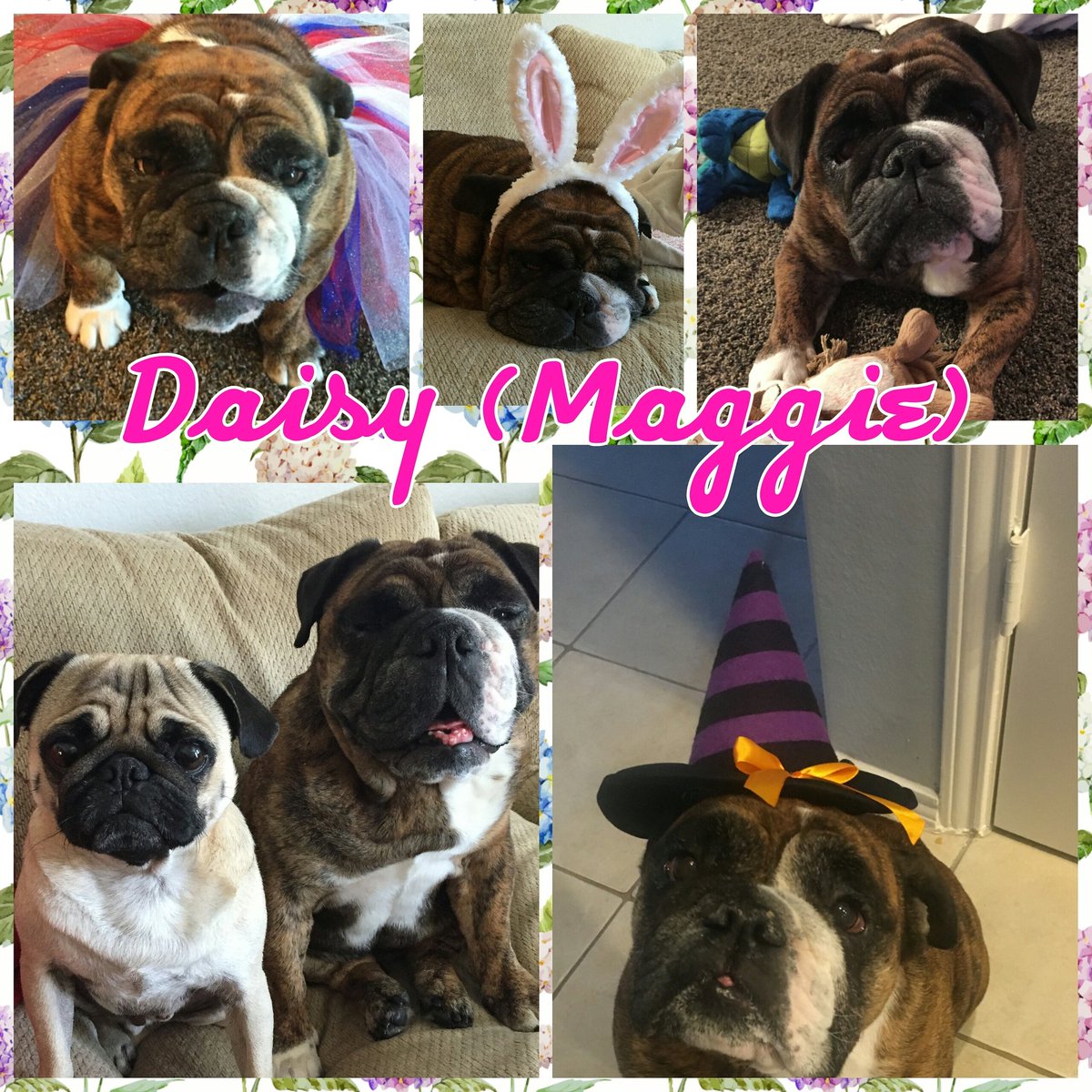 BulldogSquad's tweet photo. BRS alum Daisy is doing great in her forever home. To read her update from her forever family, please visit our Facebook page. https://t.co/Mw0V0Fgsn2