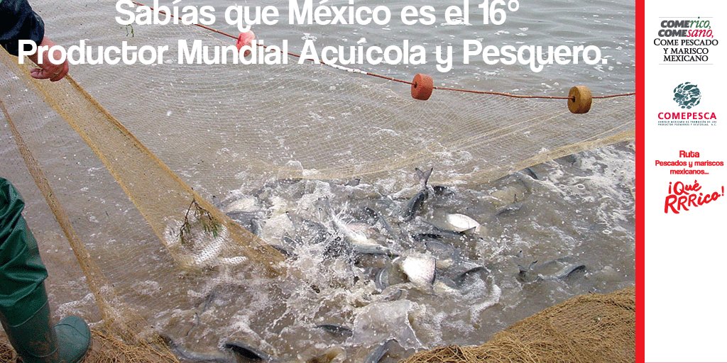Larutaquerico's tweet photo. ¿#SabíasQue México es el 16° Productor Mundial Acuícola y Pesquero? 
@Conapesca @Comepesca https://t.co/rGCrMehJD2
