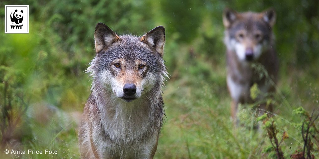 Hjelp oss å redde Norges ulver! 47 ulver kan måtte bøte med livet til vinteren. wwf.no/ulvehjelp 🐺 #Verdtåbevare #SaveOurWolves🇳🇴