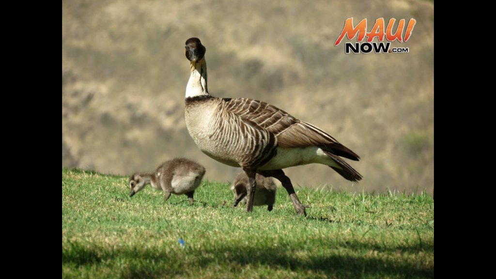 Hawaiʻi Awarded $3.8 M to Protect Threatened, Endangered Species mauinow.com/2016/09/22/haw…