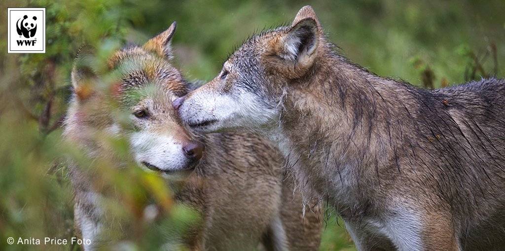 WWFNorge's tweet photo. Norway plans to kill 70% of the wolf population. We are deeply concerned! Please RT to help #SaveOurWolves🇳🇴. 🐺 https://t.co/bC3XFOEYrr https://t.co/bNY3d8pTrm