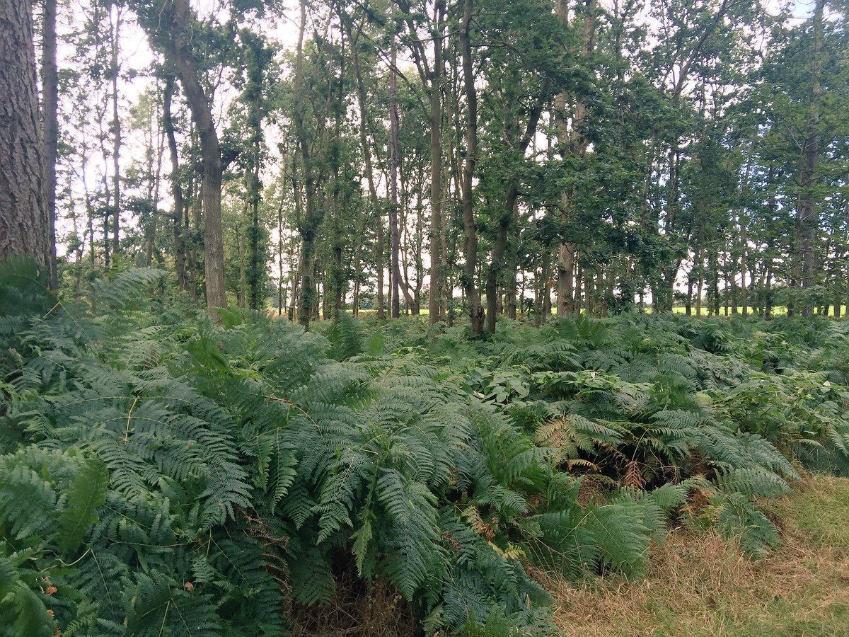 Beautiful ferns and woodland walk @RestorationDCP #flora #fauna #dalkeithpalace #entertainingkids @VisitScotland