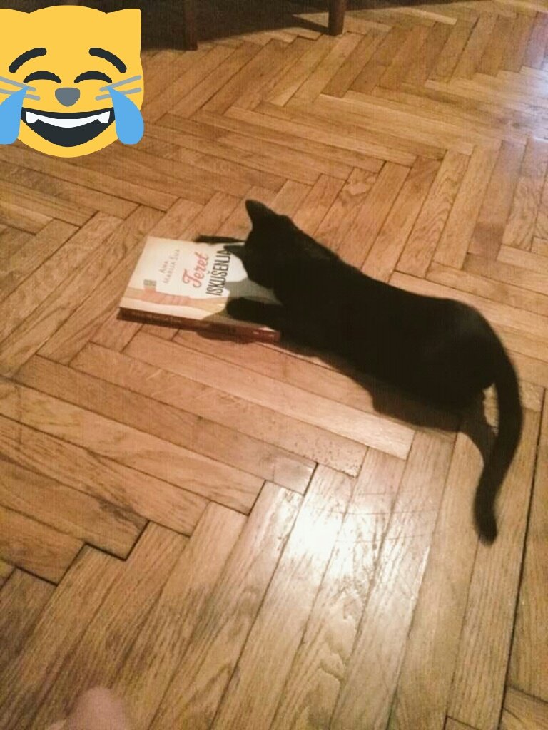 babajaga106's tweet photo. #cat #reader #doroti #blackcat https://t.co/qmOmq6TUSM