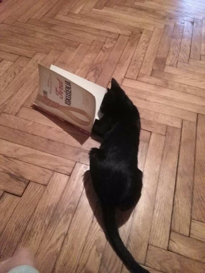 babajaga106's tweet photo. #cat #reader #doroti #blackcat https://t.co/qmOmq6TUSM